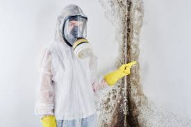 Why You Should Choose Our Mold Remediation Services in Brielle, NJ